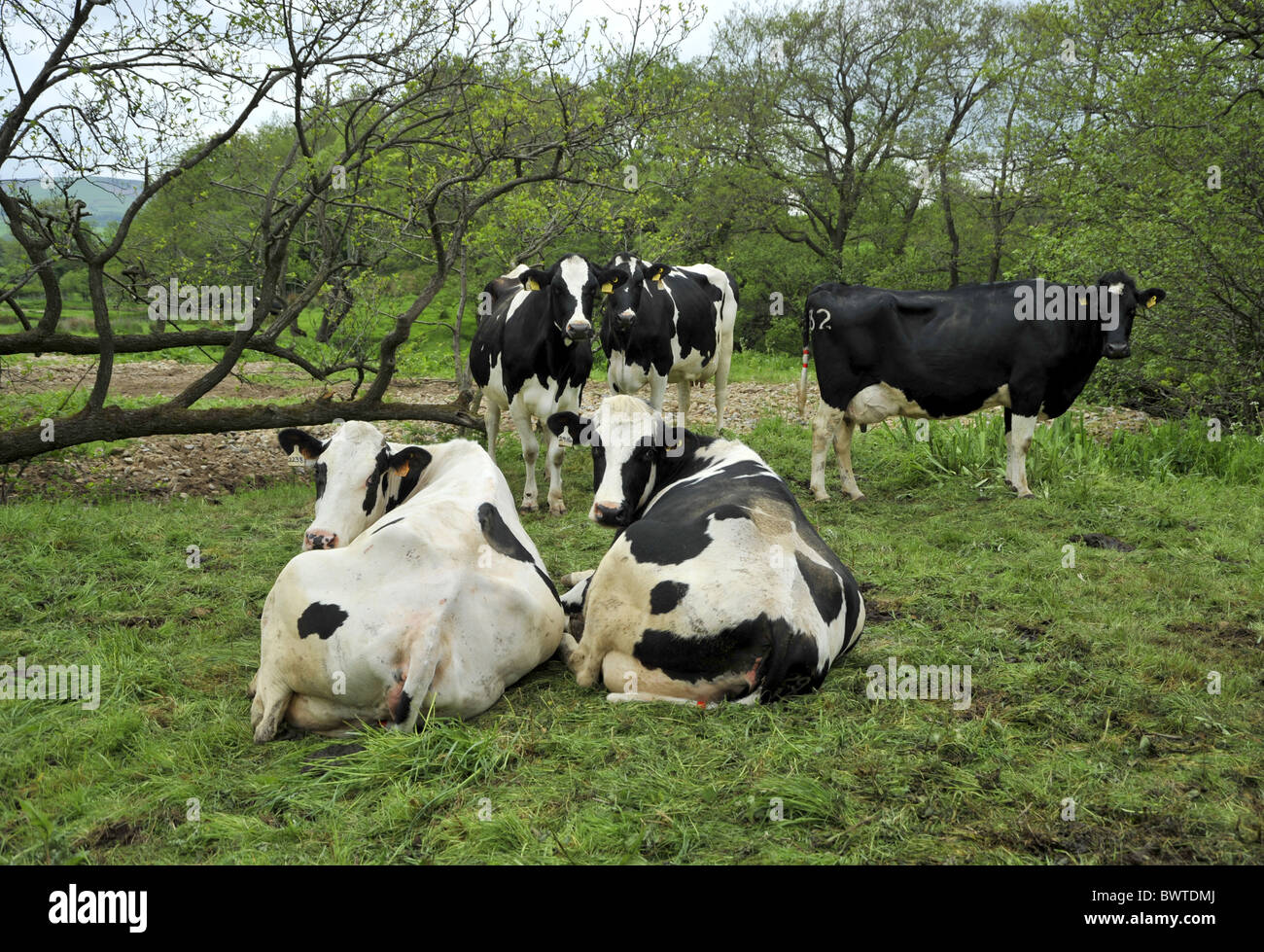 Cows Lancashire Holstein Friesian Friesians Holstein Holsteins Cattle Cow Cows Bovid Bovidae 6775