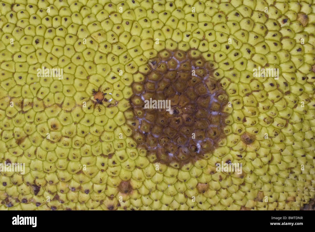 Artocarpus Asia Asian Edible Fruit Fruits Heterophyllus Jackfruit