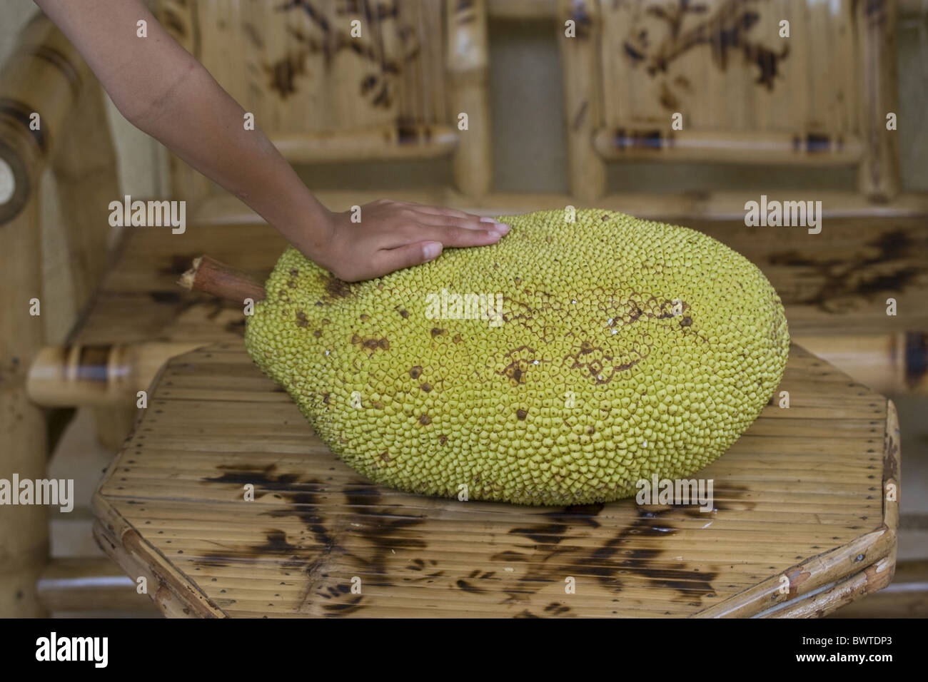 Artocarpus Asia Asian Edible Fruit Fruits Heterophyllus Jackfruit