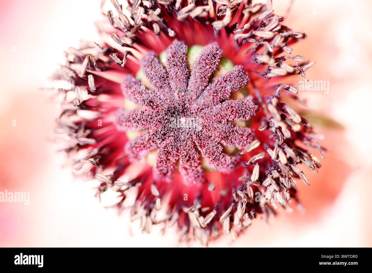 gorgeous centre of blush pink oriental poppy, patty's plum Jane-Ann Butler Photography JABP911 Stock Photo