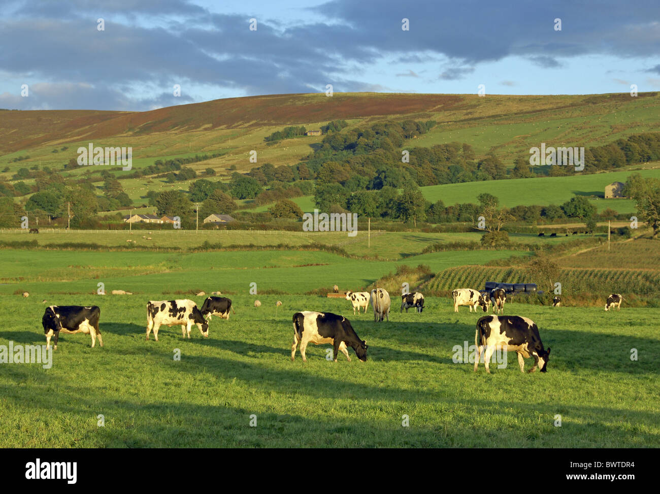 Domestic Cattle, Holstein Friesian, cows, grazing in pasture with sheep ...
