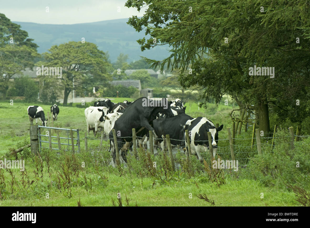 Milk Riding Haet Dairy Holstein Cows Milking Friesian Friesians