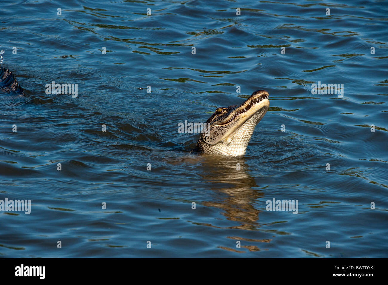 Alligator, New Orleans Swamps Stock Photo - Alamy