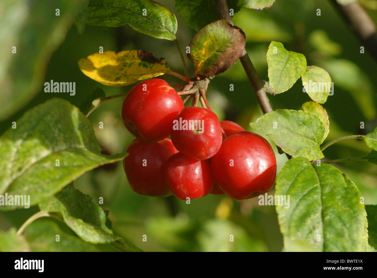 crab apple malus x robusta red sentinel red fruit bunch tree trees shrub shrubs plant plants apple apples rosaceae deciduous Stock Photo
