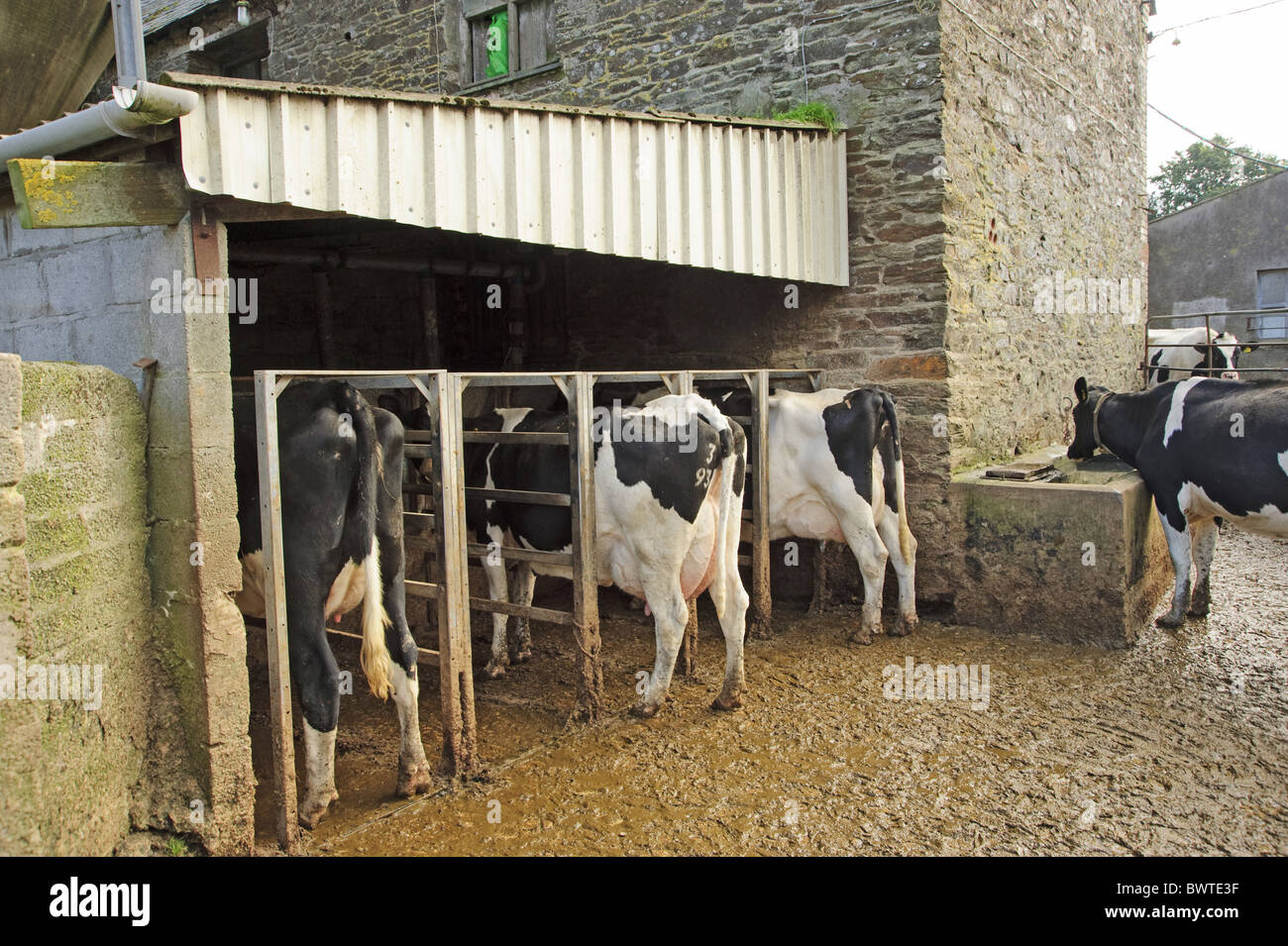 Holstein Feed Out Of Parlour Feeder Cow Dairy Friesian Friesians