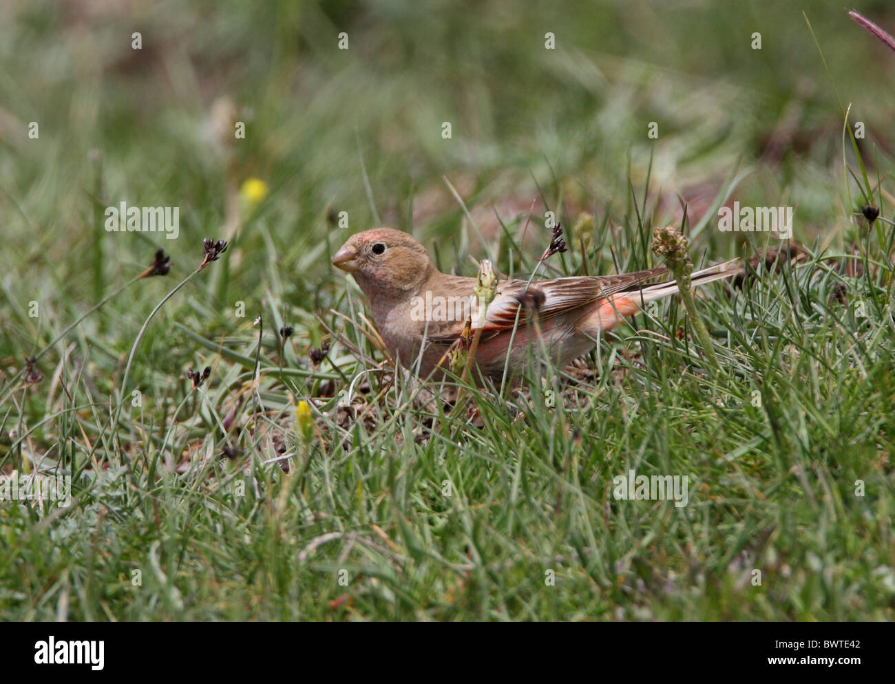 Mongolian Finch mongolicus) adult, feeding on seeds