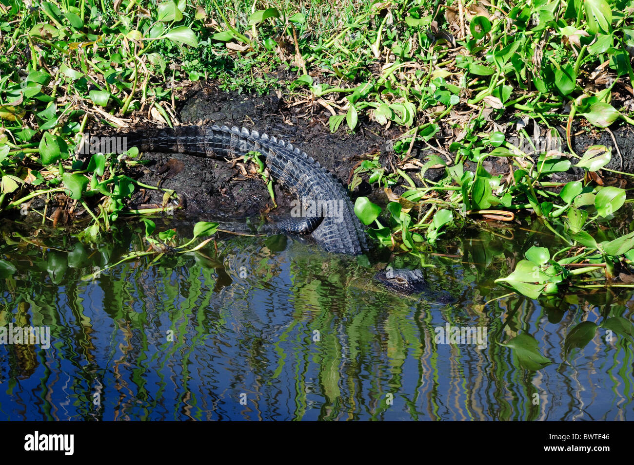 Alligator, New Orleans Swamps Stock Photo