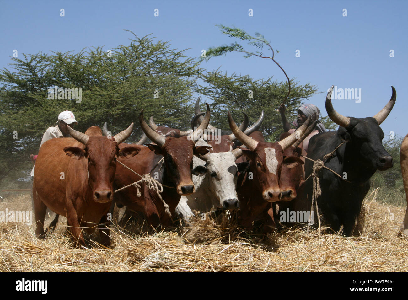 Ethiopian Oromo Farmer Threshing Teff With Cows Stock Photo