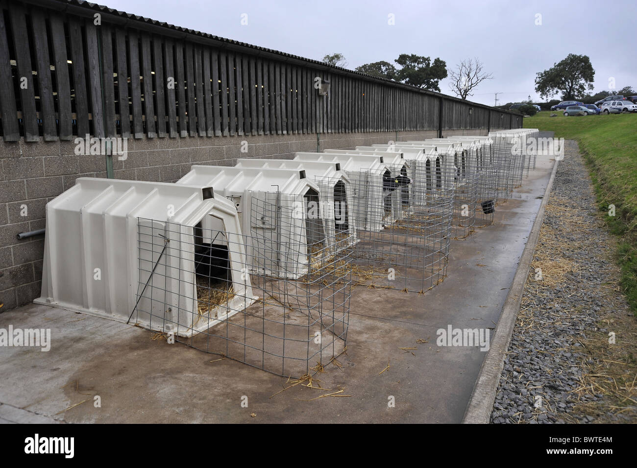 calf Holstein hutch friesian friesians holstein holsteins cattle cow