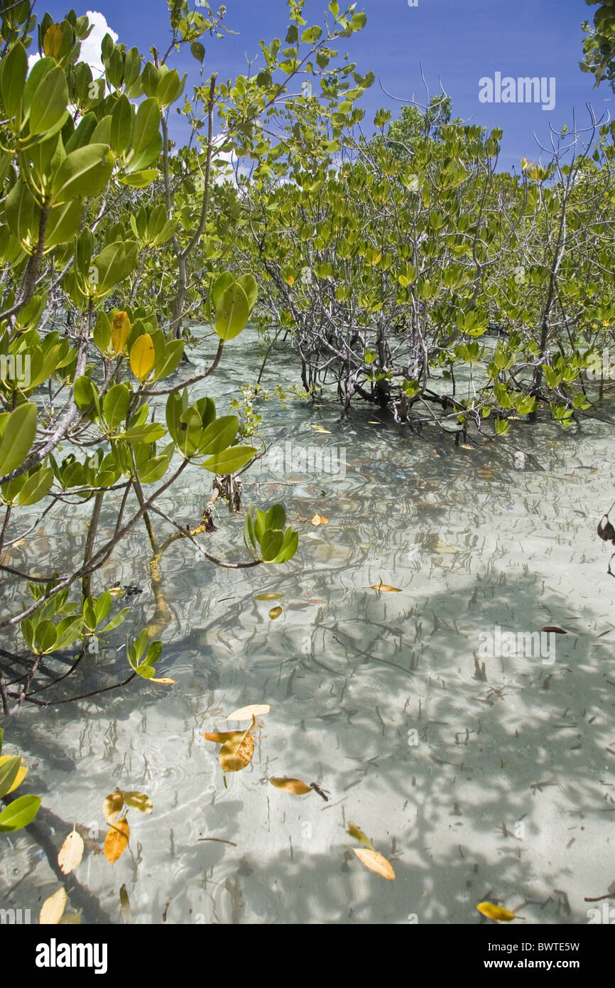 asia asian beach beaches coast coasts coastal habit habitatm habitats