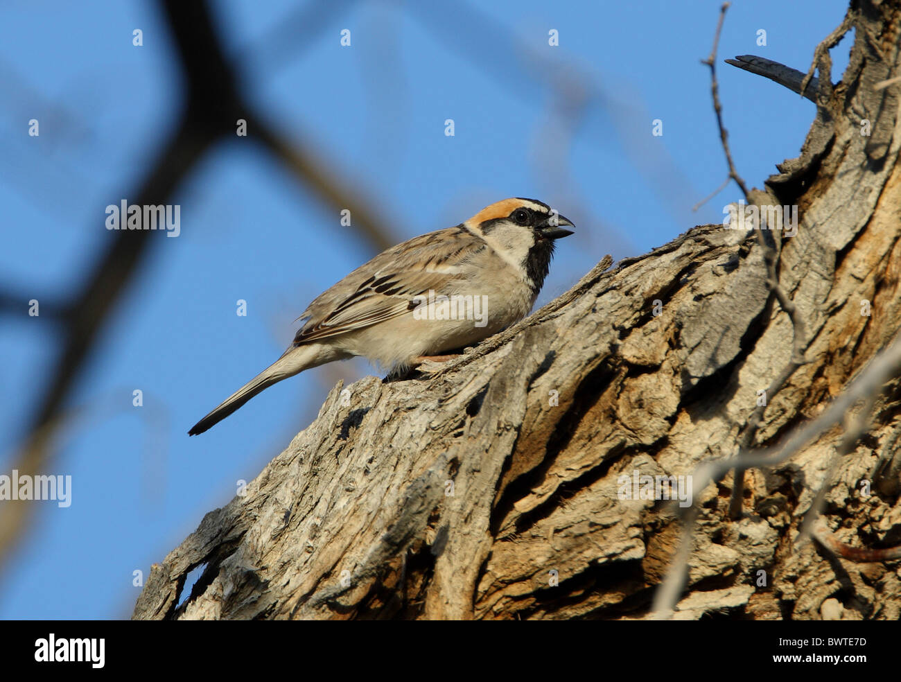 Saxaul Sparrow (Passer ammodendri nigricans) adult, calling, perched on tree trunk, Almaty Province, Kazakhstan, june Stock Photo