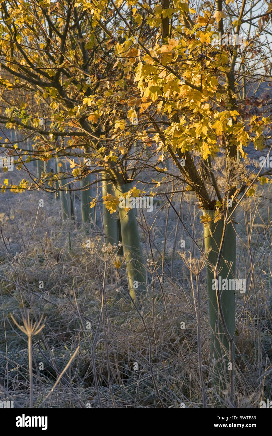 Acer campestre Acer Acers Autumn Autumnal Britain British Campestre Cold Dorset England English Europe European Fall Field Stock Photo