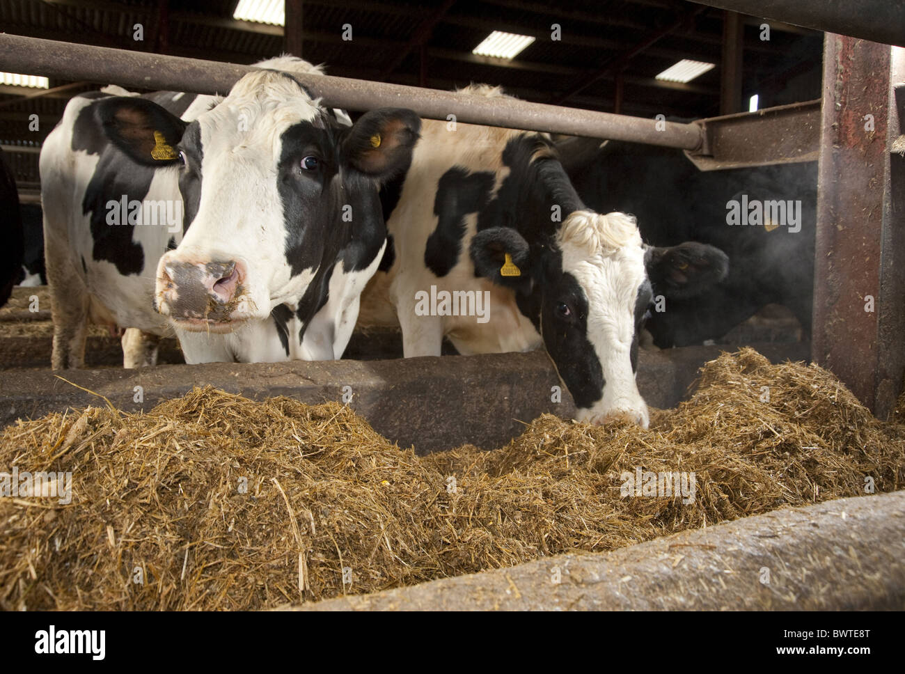 Domestic Cattle, Holstein cows, feeding on TMR (total mixed ration