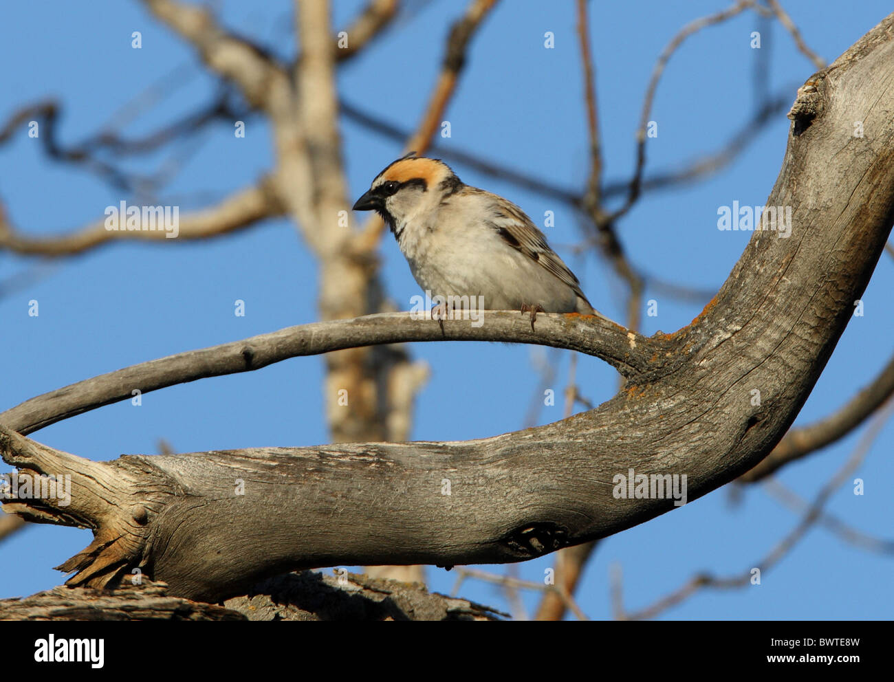 Saxaul Sparrow (Passer ammodendri nigricans) adult, perched in dead tree, Almaty Province, Kazakhstan, june Stock Photo