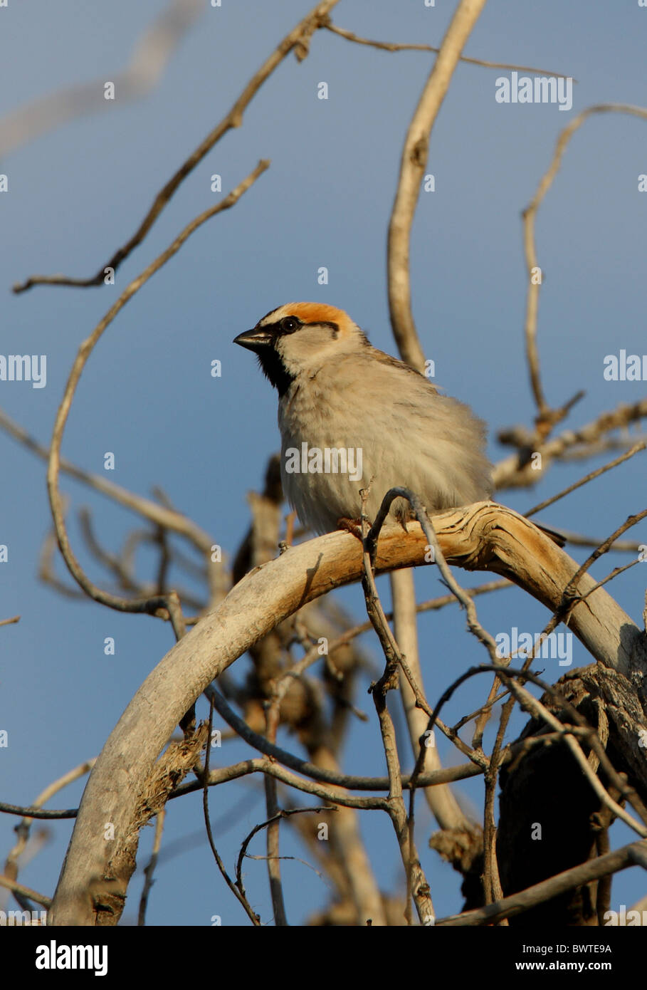 Saxaul Sparrow (Passer ammodendri nigricans) adult, perched in tree, Almaty Province, Kazakhstan, june Stock Photo