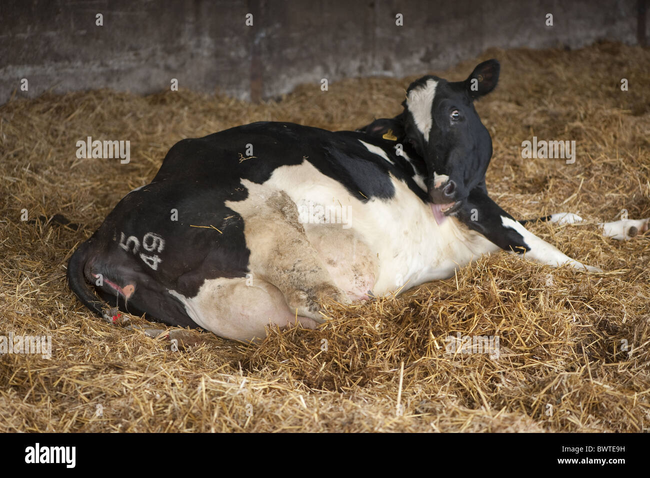 Holstein cows cubicles dairy milk milking friesian friesians holstein