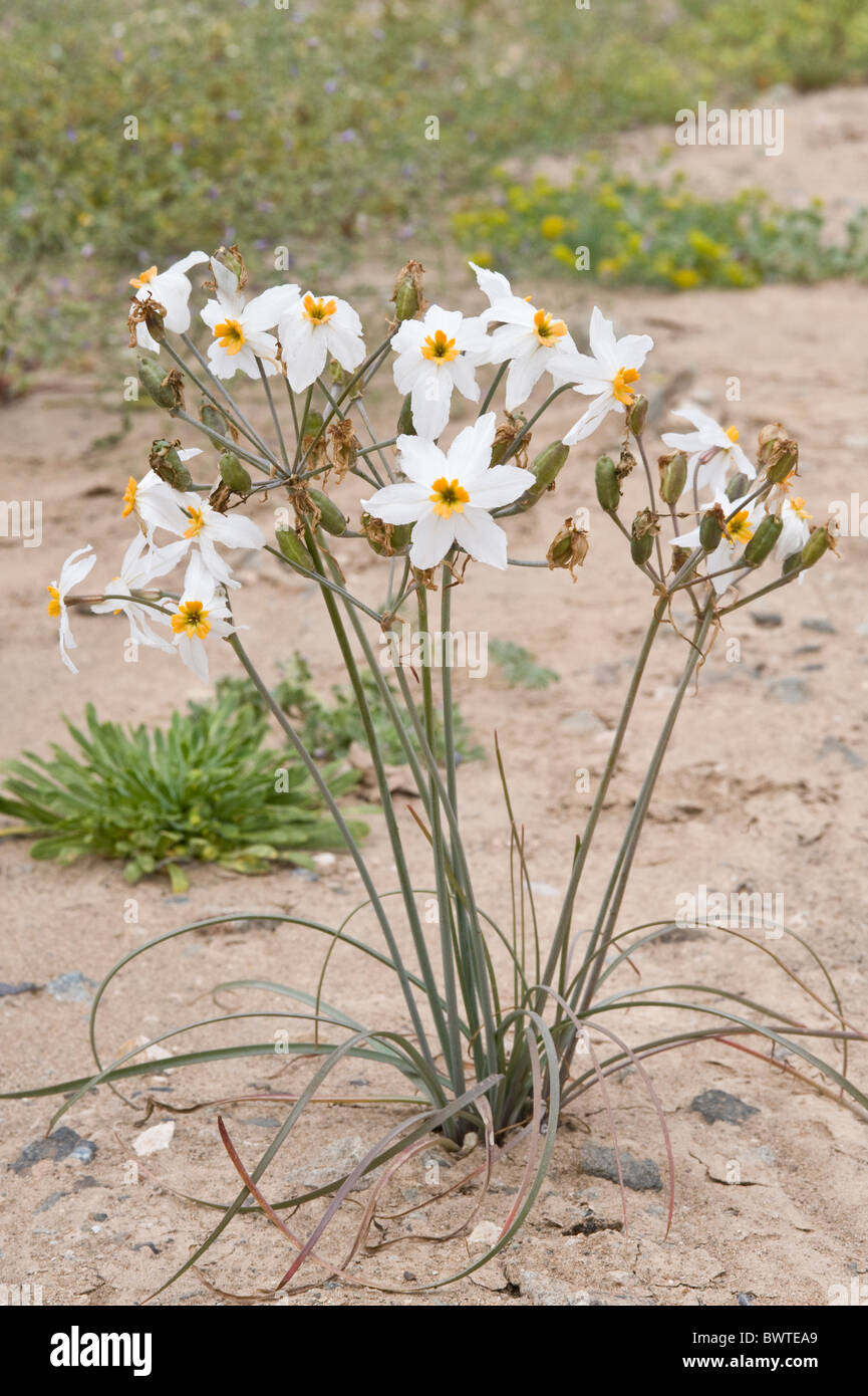 Leucocoryne coronata flowers and seed capsules desert in flower near Totoral Atacama Chile South America September Stock Photo
