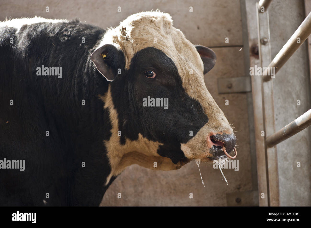 Holstein bull closeup dairy friesian friesians holstein holsteins