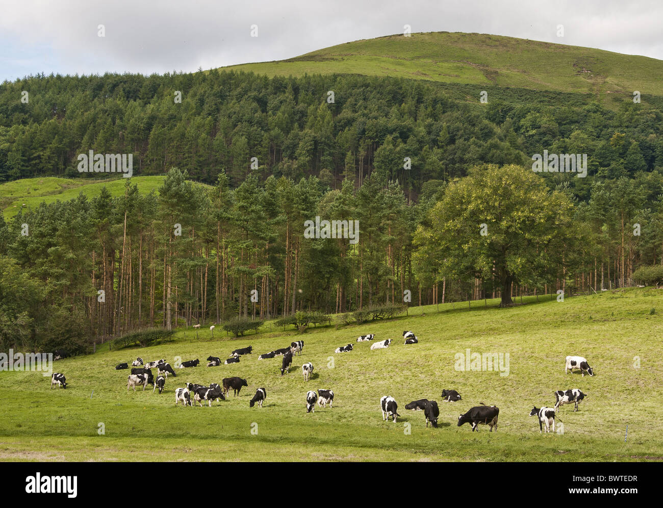 Holstein cattle grazing friesian friesians holstein holsteins cattle ...
