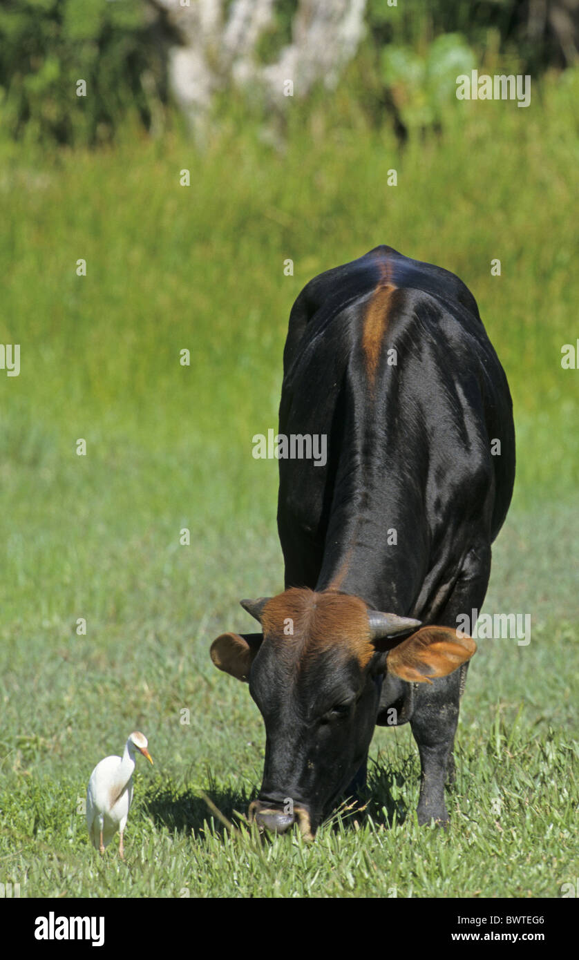 cattle cow cows bovid bovidae domestic domesticated farm farms farming hoofed herbivore