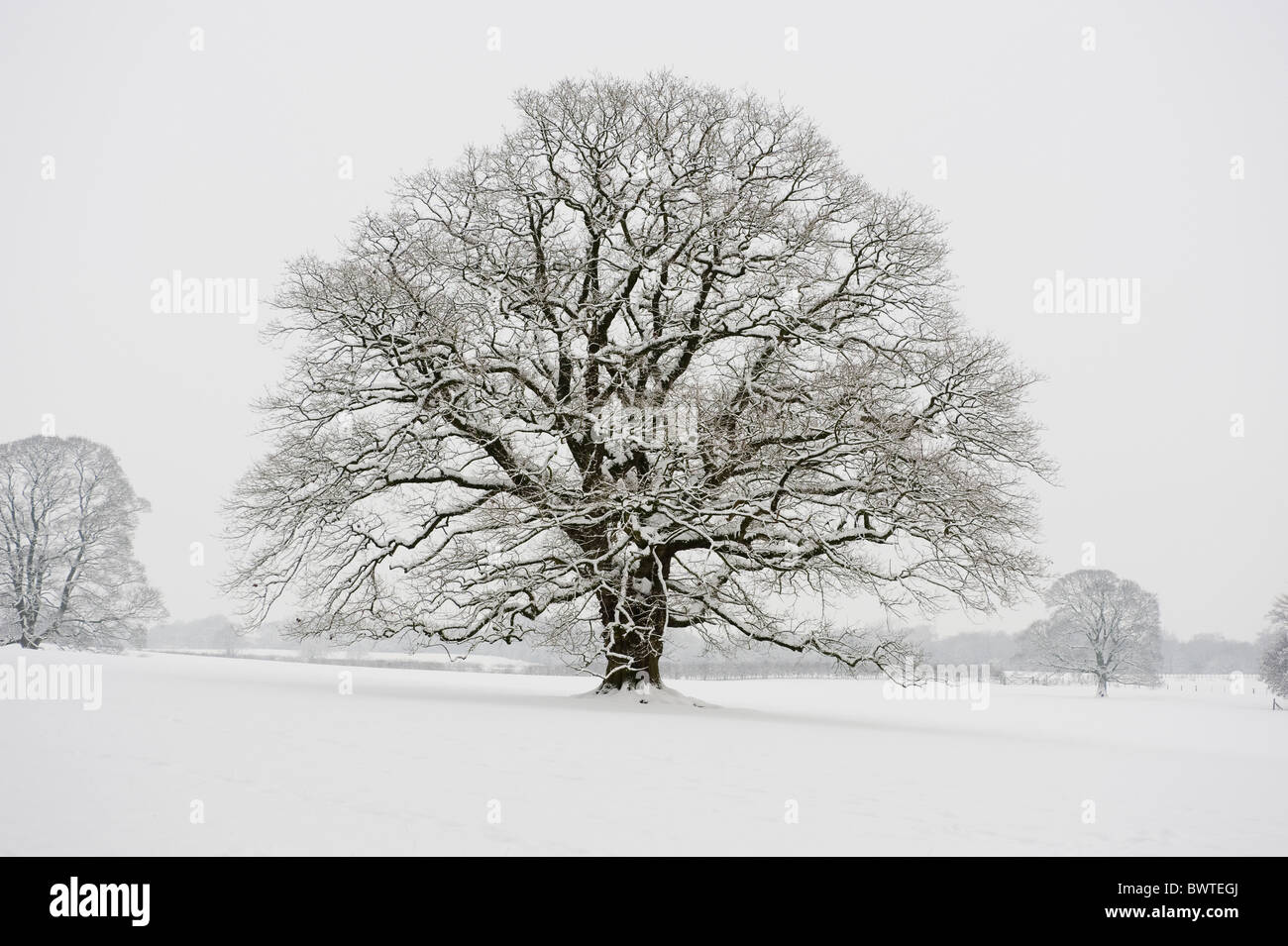 English Oak Snow tree winter oak" "pedunculate oak" tree trees