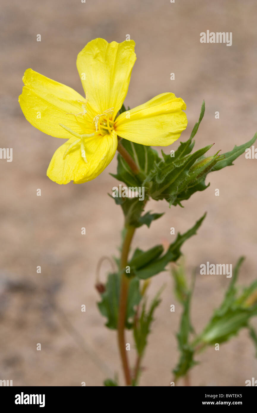 Oenothera sp. ? flowers after rainfall in Atacama Desert  Chile South America Stock Photo