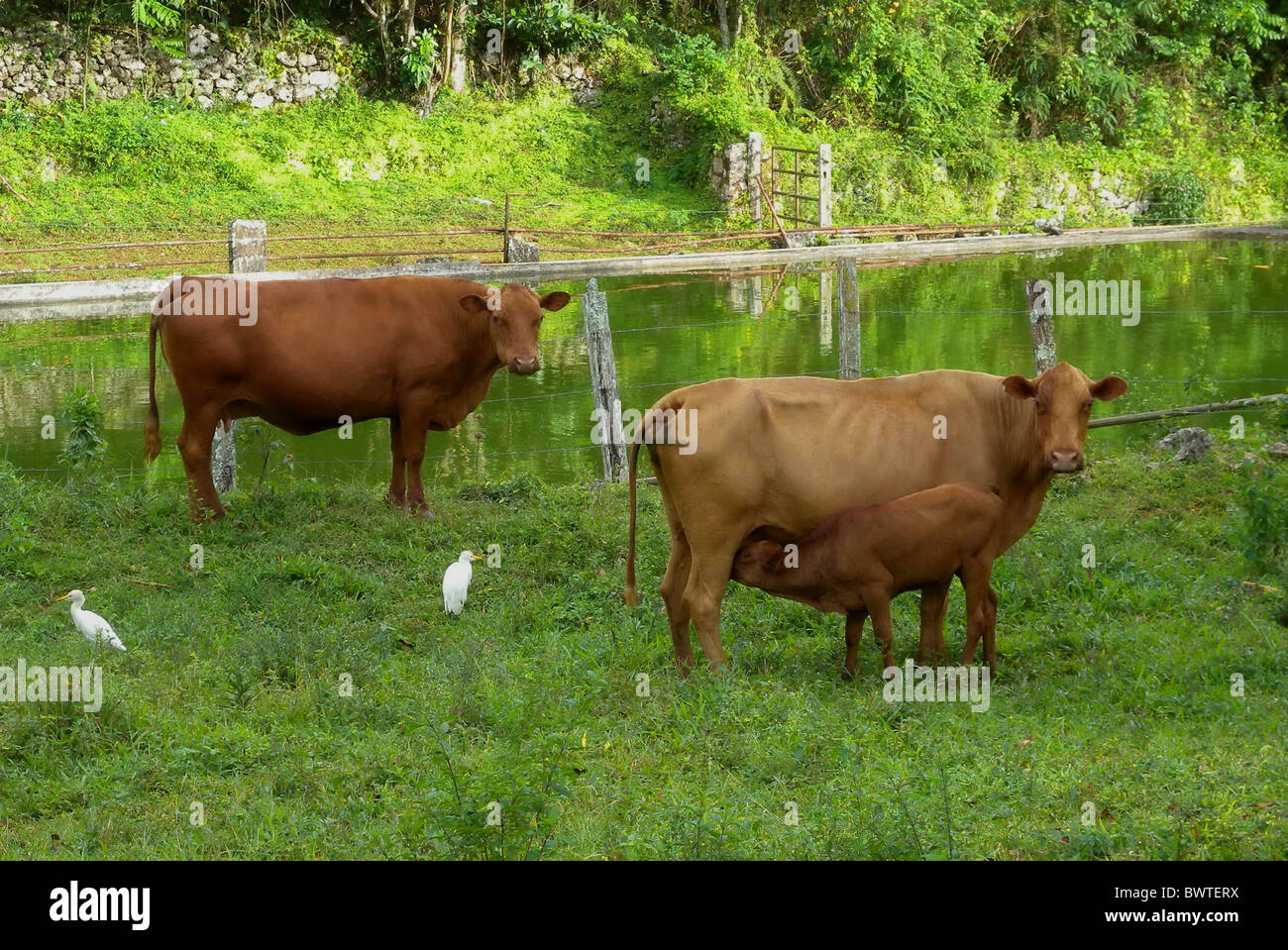 Domestic Cattle, Jamaica Red Poll, cows, with calf suckling, with Cattle Egrets (Bubulcus ibis) in pasture, Marshall's Pen, Stock Photo