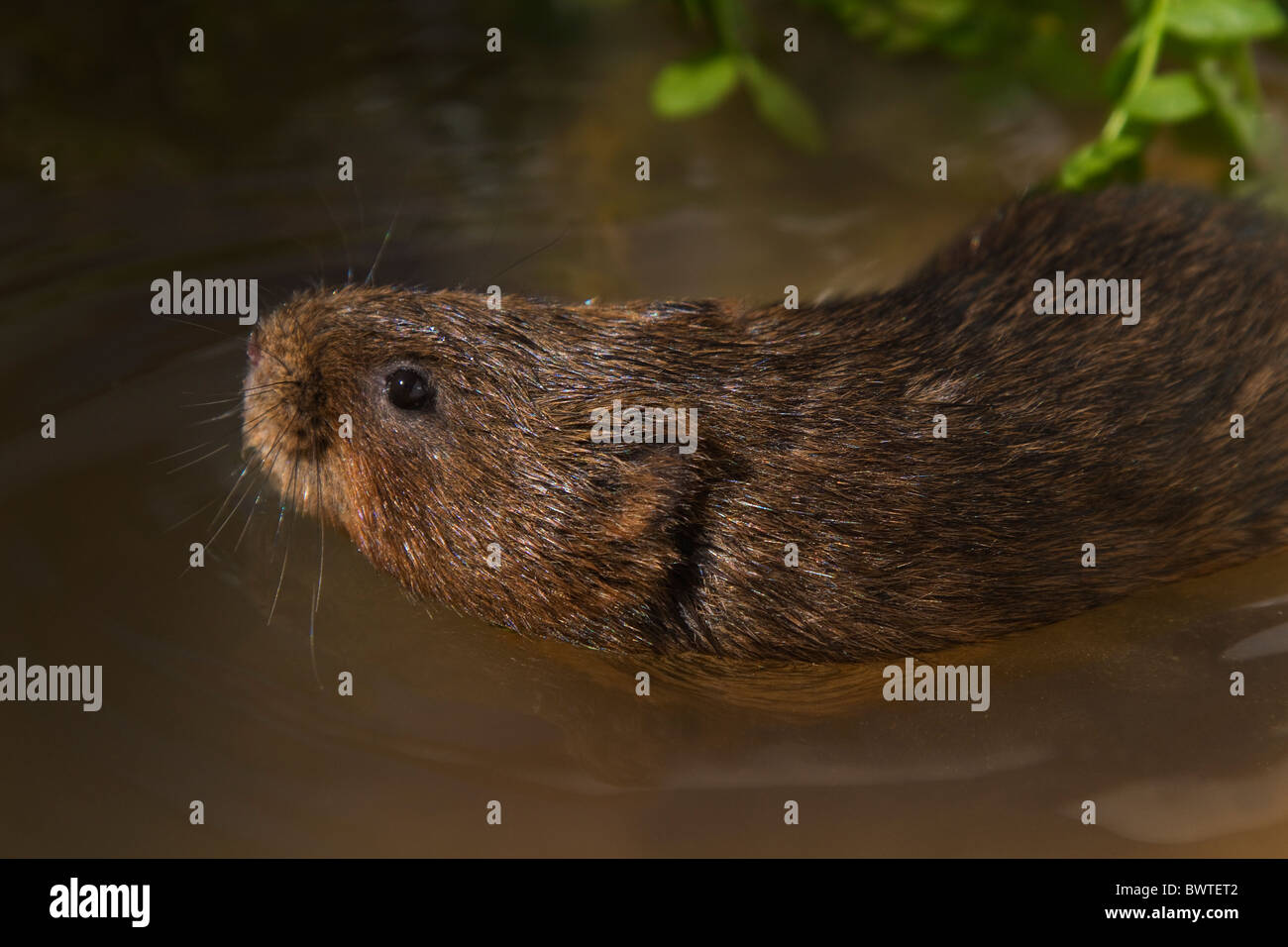 water vole -arvicolor terrestris -close up Stock Photo