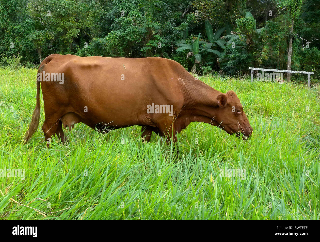 cattle cow cows bovid bovidae domestic domesticated farm farms farming hoofed herbivore herbivores mammal mammals animal Stock Photo - Alamy cattle cow cows bovid bovidae domestic domesticated farm farms farming hoofed herbivore herbivores mammal mammals animal Stock Photo - Alamy