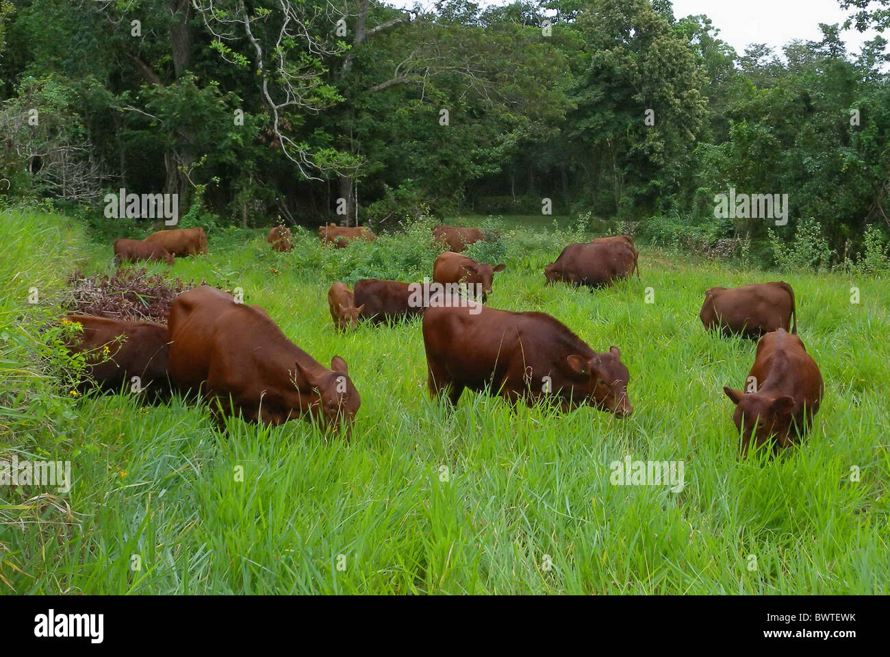 cattle cow cows bovid bovidae domestic domesticated farm farms farming hoofed herbivore herbivores mammal mammals animal Stock Photo