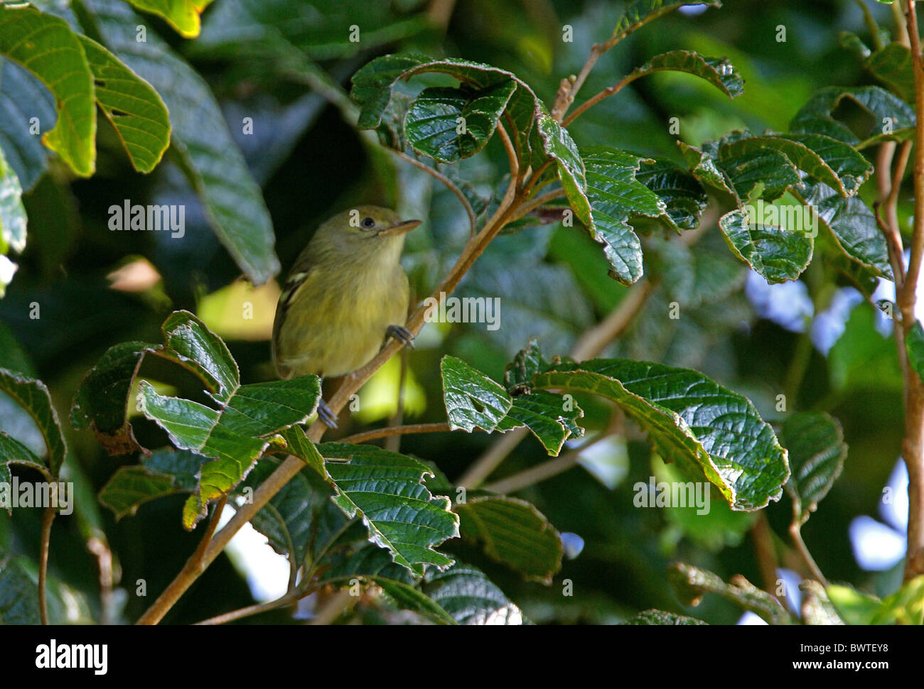 Jamaican Vireo (Vireo modestus) adult, perched in bush, Marshall's Pen, Jamaica, november Stock Photo