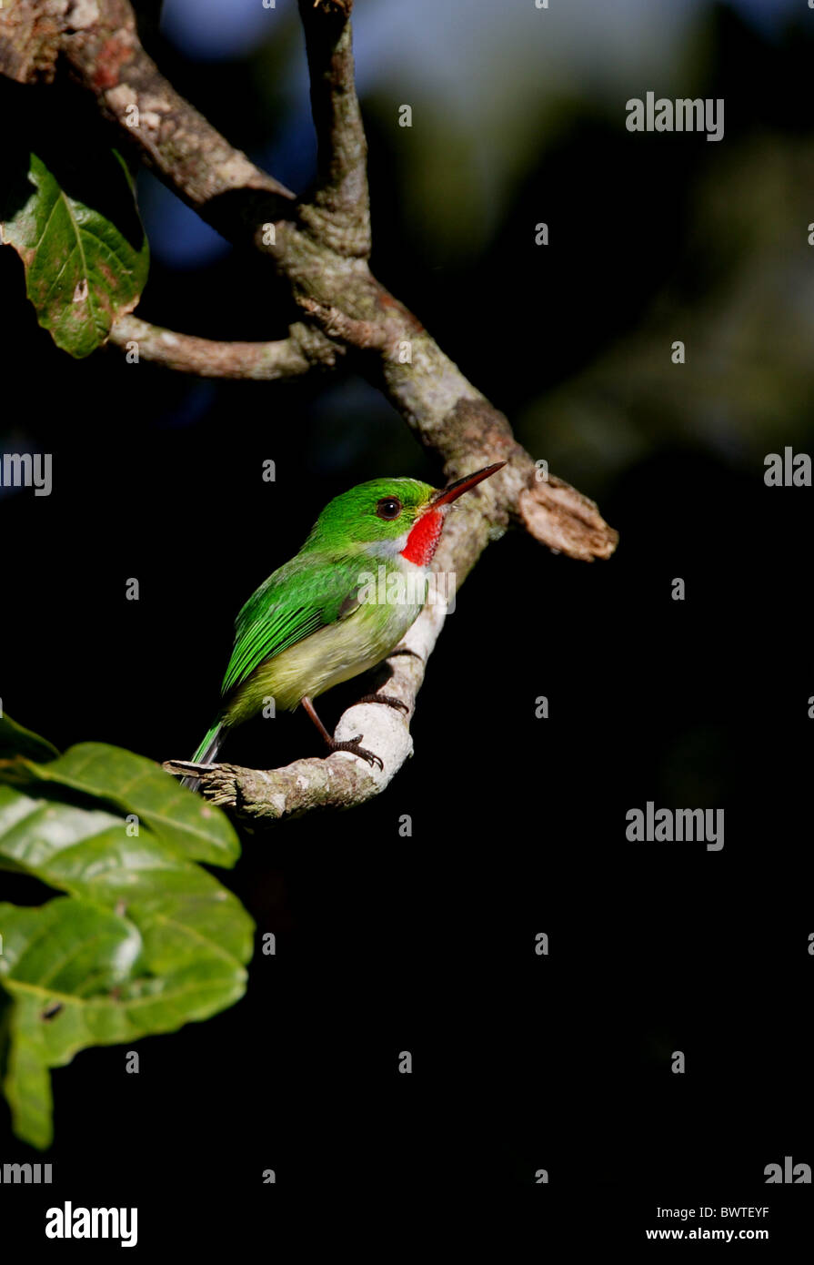 Jamaican Tody (Todus todus) adult, perched on twig, Marshall's Pen, Jamaica, november Stock Photo