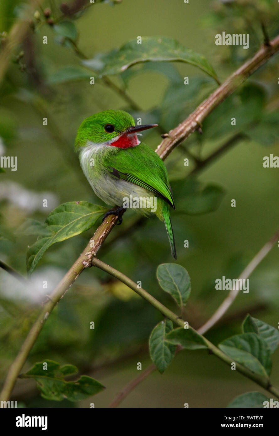 Jamaican Tody (Todus todus) adult, perched on twig, Marshall's Pen, Jamaica, december Stock Photo