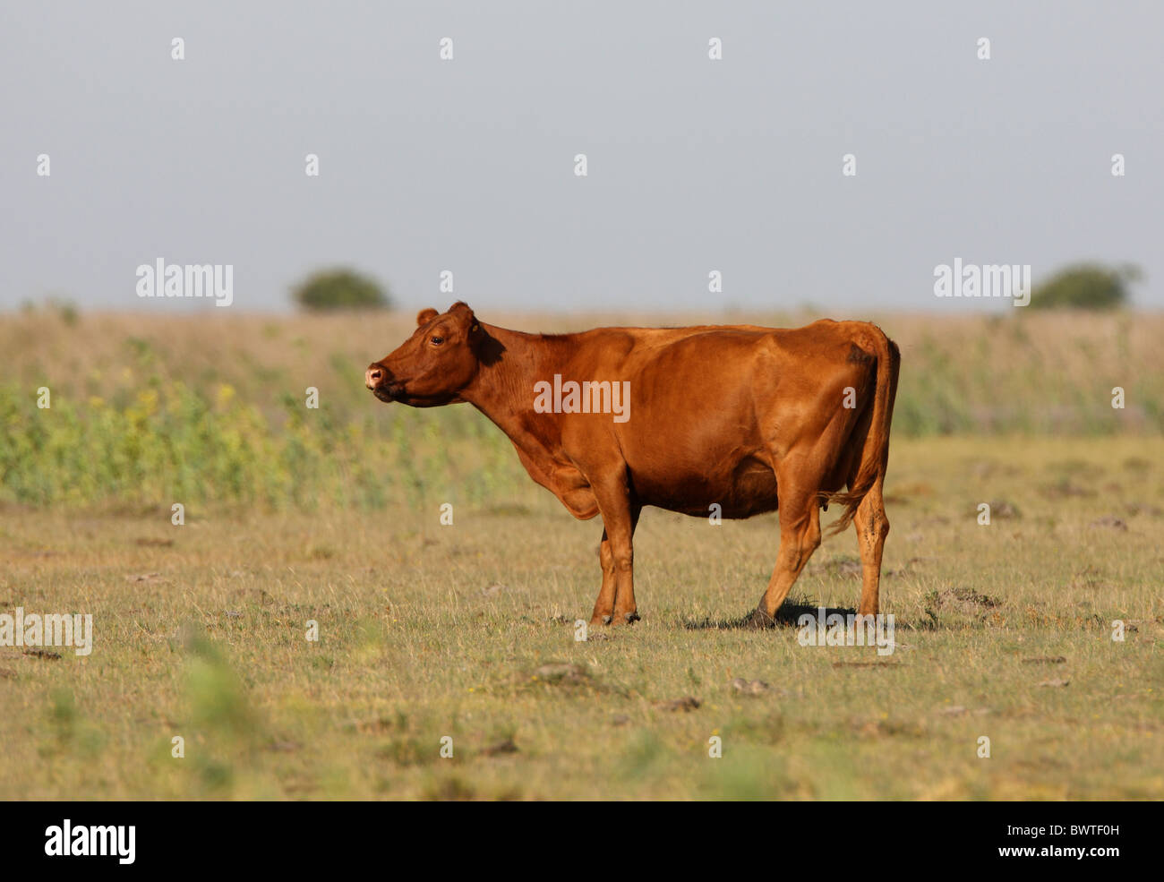 cattle cow cows bovid bovidae domestic domesticated farm farms farming hoofed herbivore herbivores mammal mammals animal Stock Photo