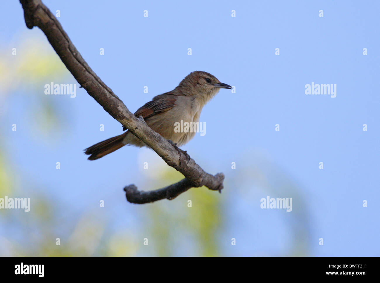 Streak-fronted Thornbird (Phacellodomus striaticeps) adult, perched on branch, Jujuy, Argentina, january Stock Photo