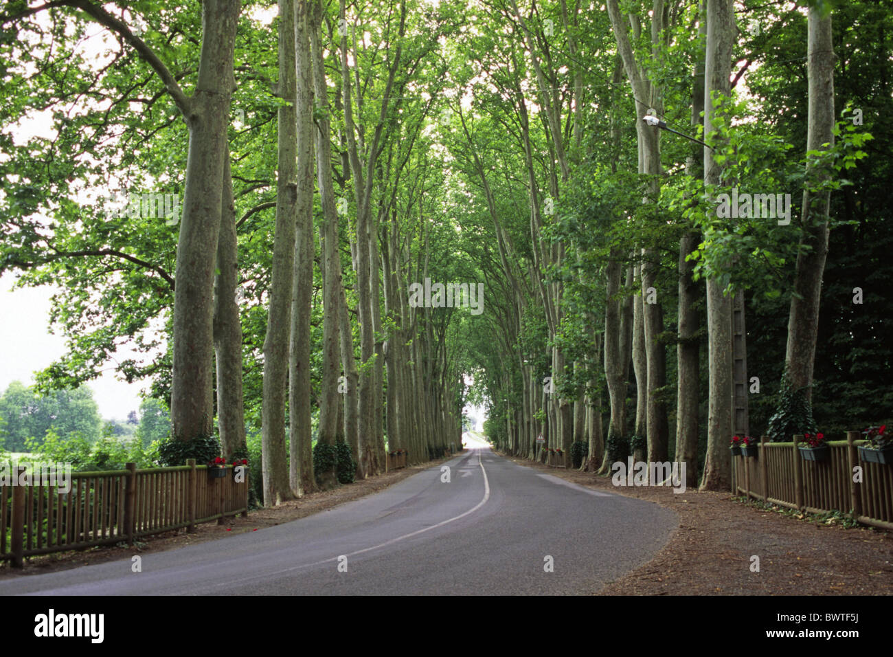 Platanus acerifolia common plane vienne france environment