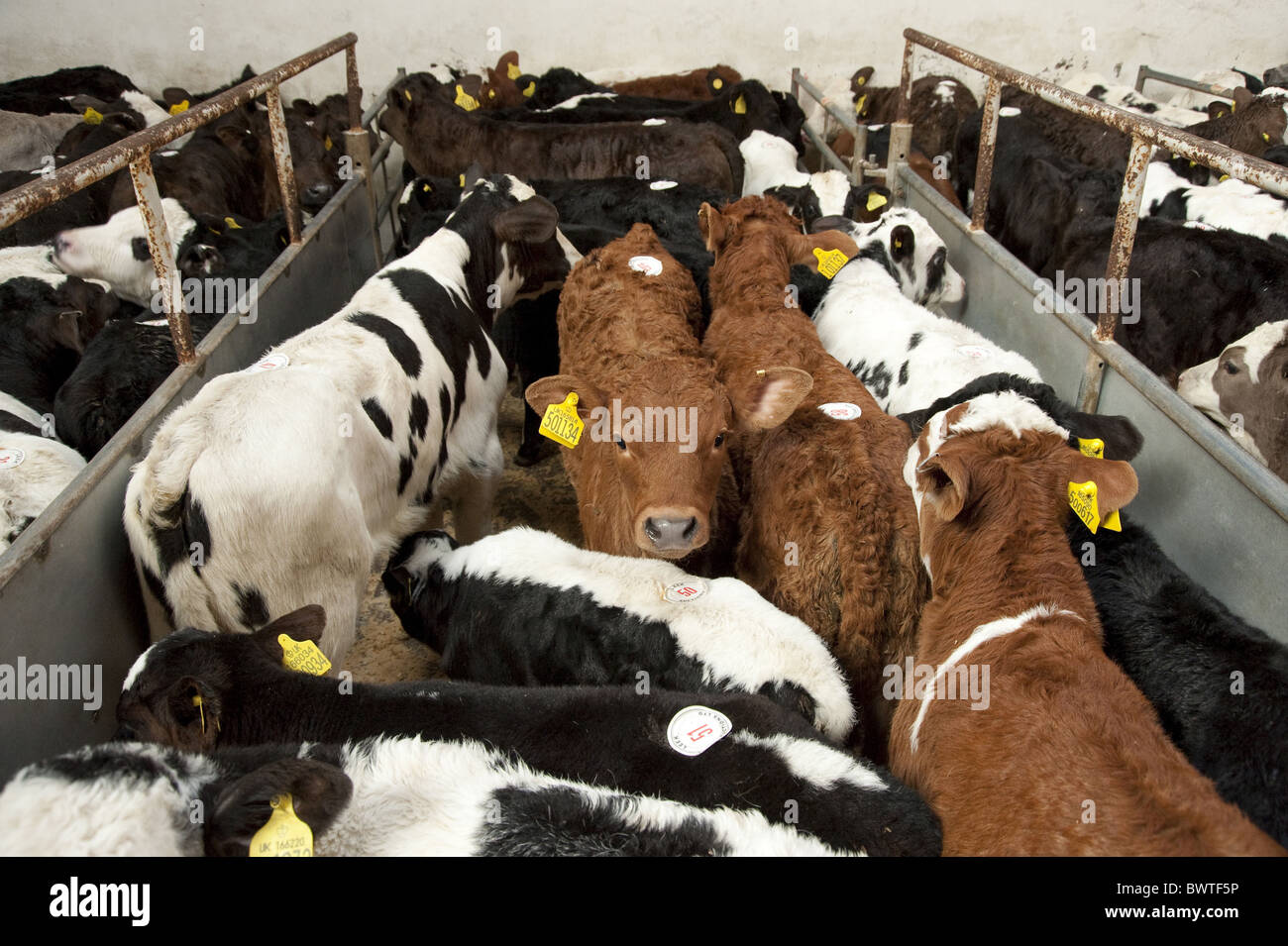 Leek Auction Mart calf calves crossbred livestock market pen cattle