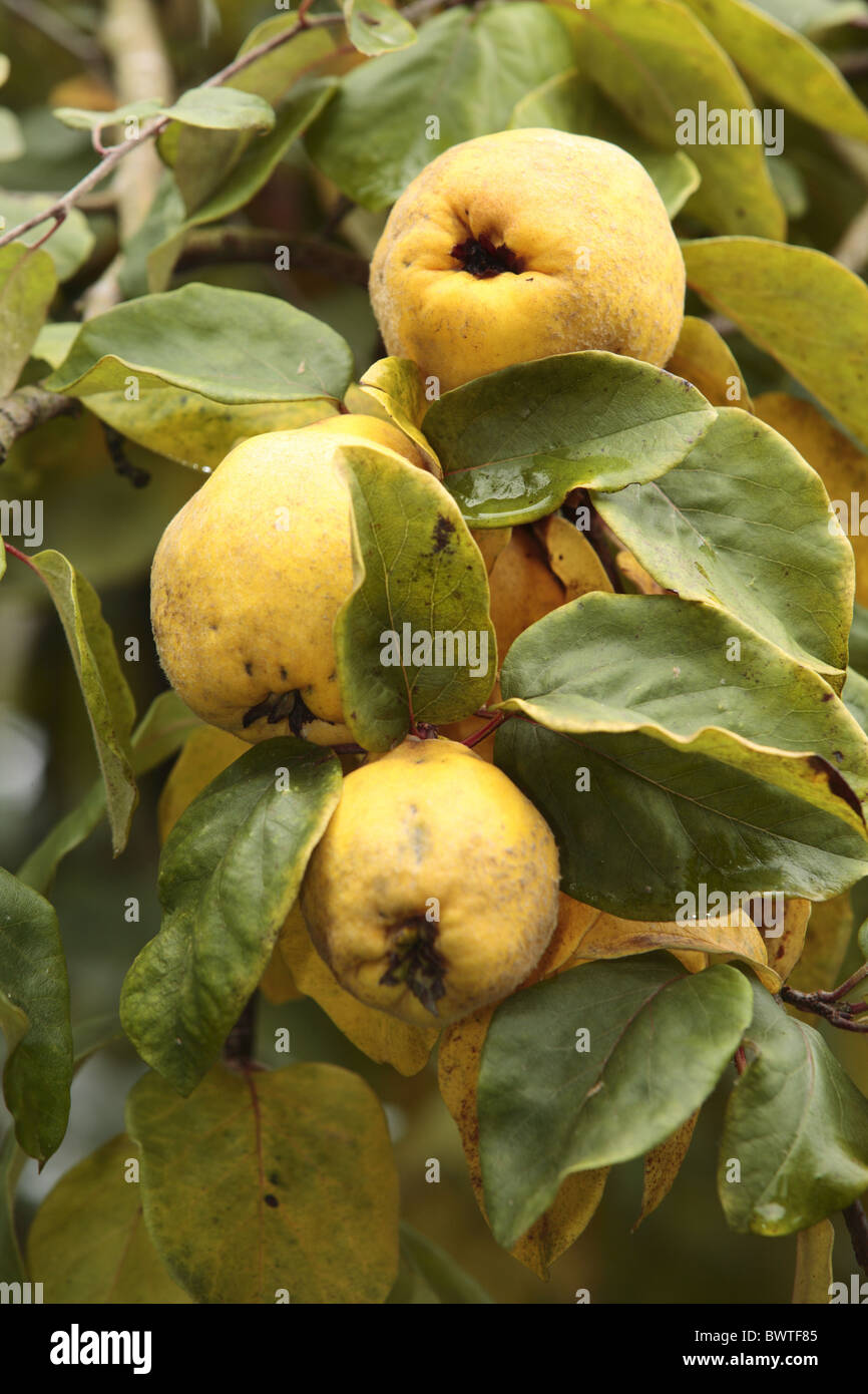 Cultivated fruit fruiting tree orchard variety varieties crop cropping