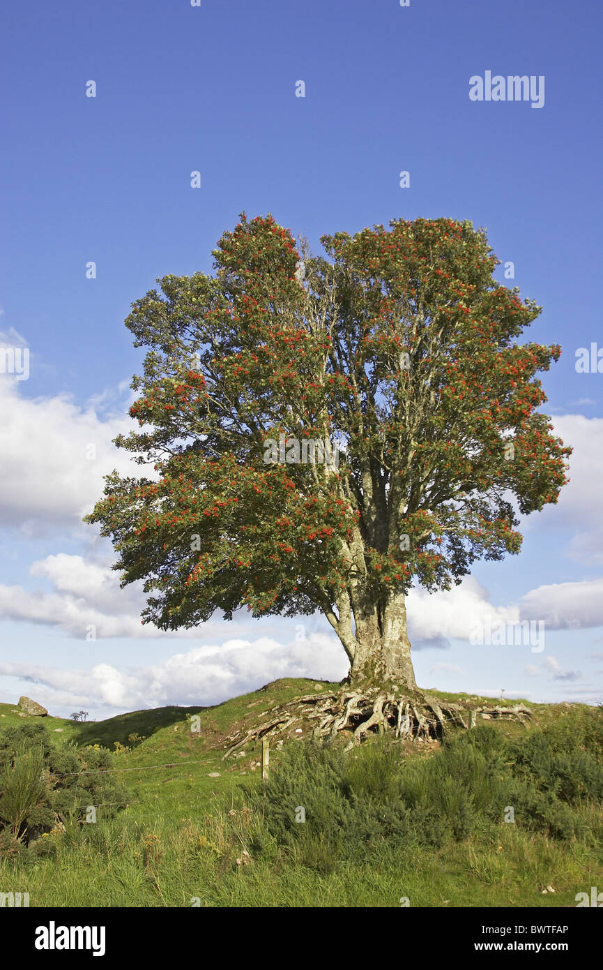 roots berries trees mountain ash rowan Scotland autumn Sorbus aucuparia