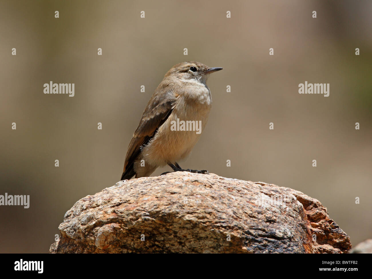 Rufous-banded Miner (Geositta rufipennis) adult, standing on rock, Jujuy, Argentina, january Stock Photo