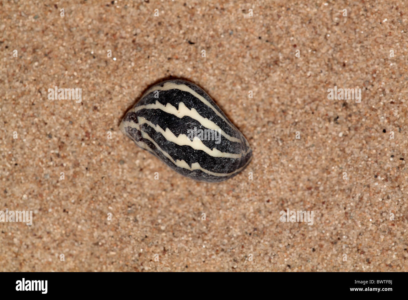 Sand crab patterns hi-res stock photography and images - Alamy