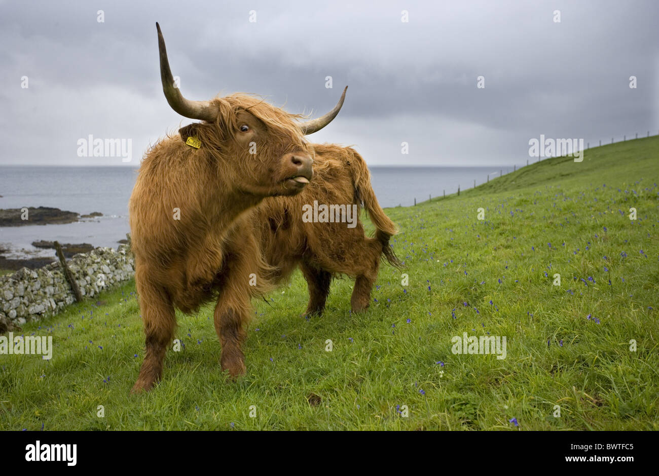 Cattle Cows Isle Of Skye Mammals Scotland Scottisch Long Haired