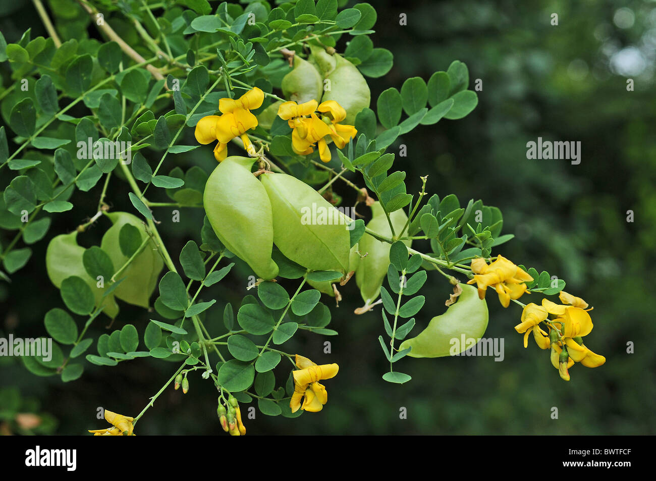 Common Bladder Senna Colutea arborescens close-up Stock Photo