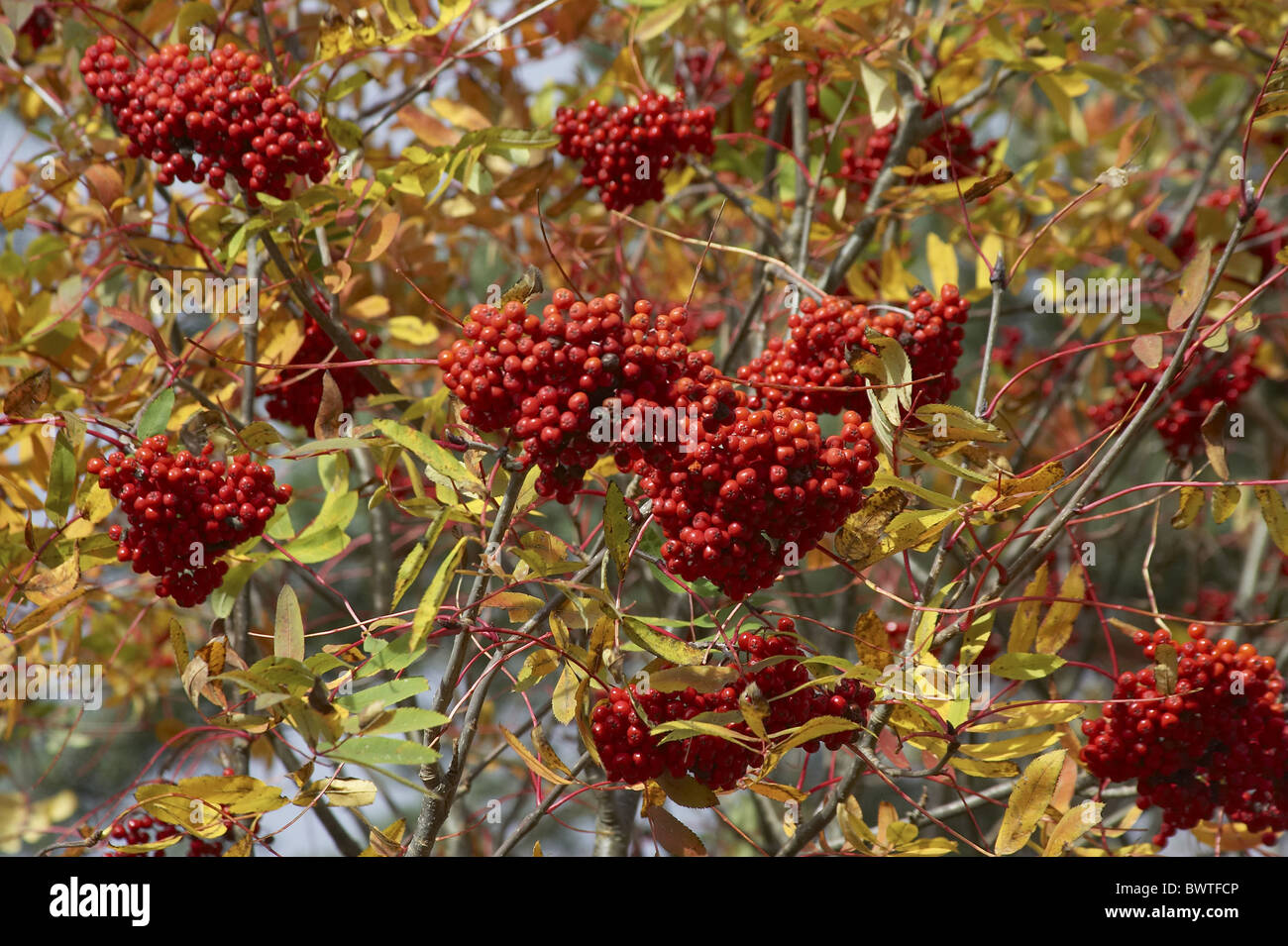 American Mountain Ash Sorbusamericana Berries Autumn Nova Scotia Berry   American Mountain Ash Sorbusamericana Berries Autumn Nova Scotia Berry BWTFCP 