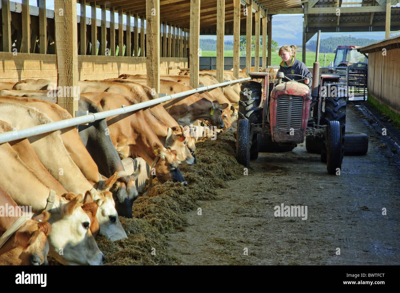Domestic Cattle, Jersey cows, herd at feed barrier, feeding on silage