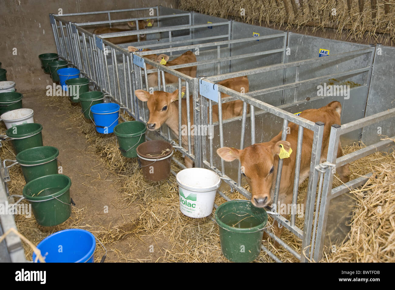 dairy cattle Jersey calves feed pens cattle cow cows bovid bovidae domestic domesticated farm