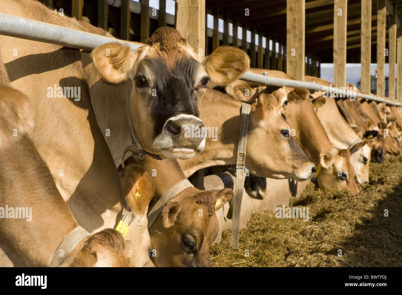 Med andre band Mediate Delegation dairy feed Jersey cattle silage total mixed ration TMR cattle cow cows  bovid bovidae domestic domesticated farm hoofed Stock Photo - Alamy
