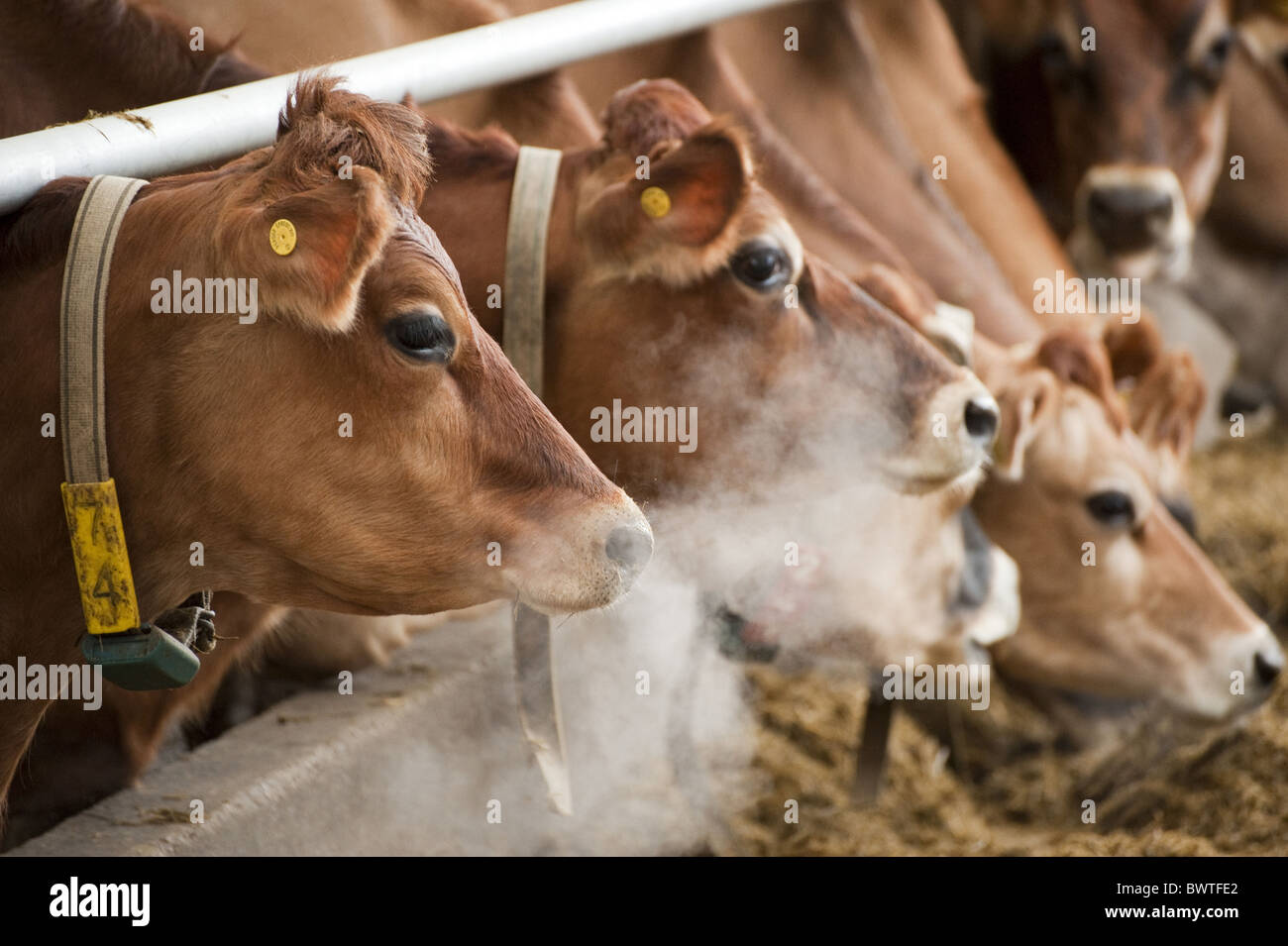 Domestic Cattle, Jersey cows, winter housed dairy herd, at feed barrier