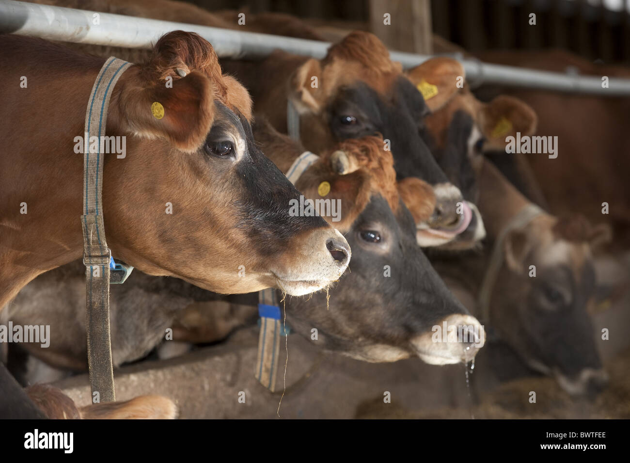 Domestic Cattle, Jersey cows, winter housed dairy herd, at feed barrier