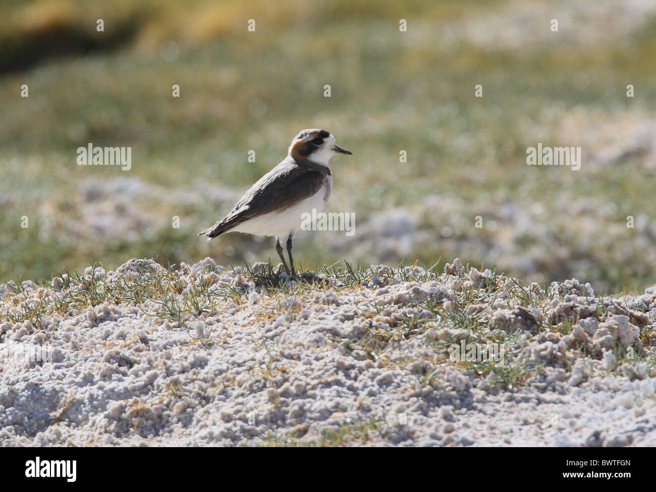 Puna Plover (Charadrius alticola) adult, standing on saltflats, Jujuy, Argentina, january Stock Photo